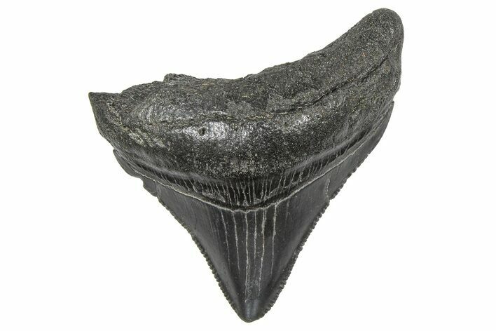 Serrated, Juvenile Megalodon Tooth - South Carolina #359033